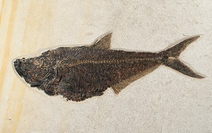 / Diplomystus Fish Fossil - (FREE US SHIPPING) #15124